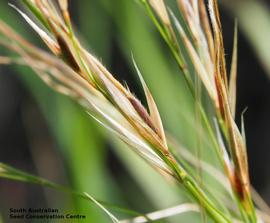   Glume, floret:   Austrostipa flavescens ; Photo by South Australian Seed Conservation Centre, used with permission
